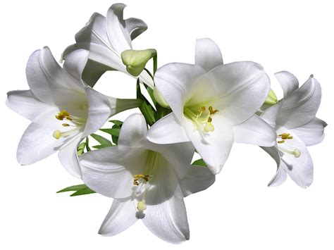 Lilien Weiß Blumen Kostenloses Foto Auf Pixabay