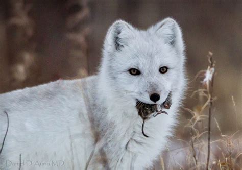 Beautiful Arctic Fox With A Lemming For Dinner Daniel Dauria