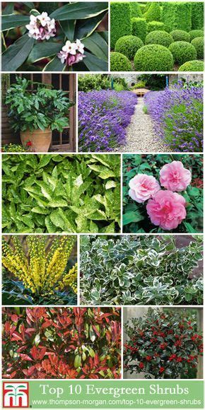 Top 10 Evergreen Shrubs Perfect For Year Round Interest In Your