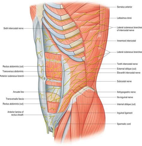 Nerves Of Anterior Abdominal Wall Anatomy Of The Abdomen Images The