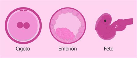 Crecimiento Y Desarrollo Embrionario Y Fetal Vrogue Co