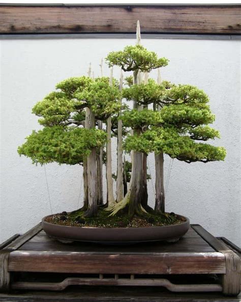 9 Most Beautiful Bonsai Trees Bonsai Tree Gardener