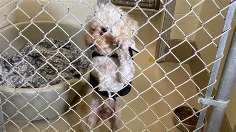 Local Shelter Takes In 140 Animals In Less Than A Week In Need Of