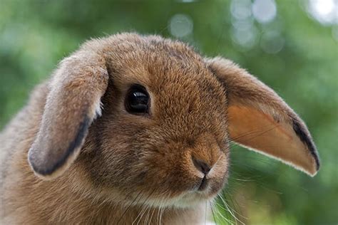 Head Tilt In Rabbits Symptoms Causes Diagnosis Treatment Recovery