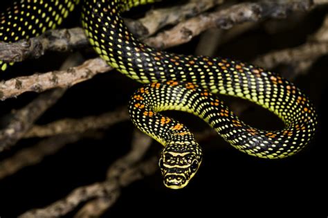 Paradise Flying Snake Facts and Pictures | Reptile Fact