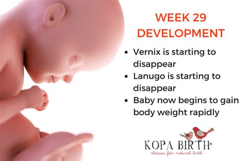 Week 29 Pregnancy 3d Weight And Symptoms Kopa Birth®