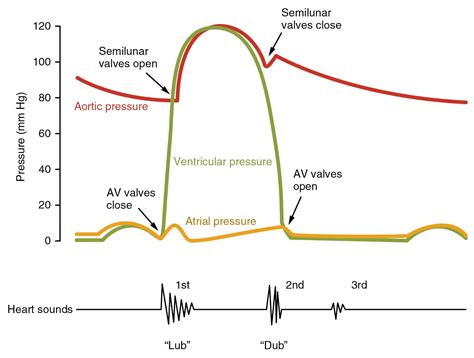 Phases Of The Cardiac Cycle In Order Slideshare