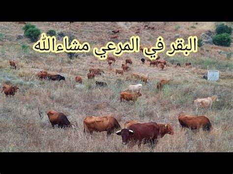 كما تشير رؤية قطيع البقر في منام الرائي على تحقق الأمنيات وبلوغ الغايات والأهداف التي يحلم بها. شاهدو معي قطيع من البقر🐃🐂 في الاندلس 🇪🇸 في المرعي ترعى ...