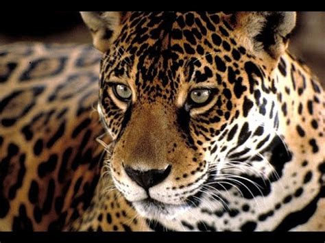 El pingüino emperador aguanta más de media hora bajo el agua. Documental Animales en Peligro de Extincion | El Jaguar ...
