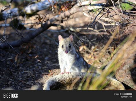 Tiger Quoll Dasyurus Maculatus Also Called Spotted Tail Quoll Or