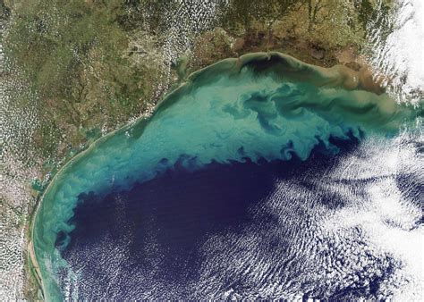 Researchers Predict Average Dead Zone For Gulf Of Mexico In 2016