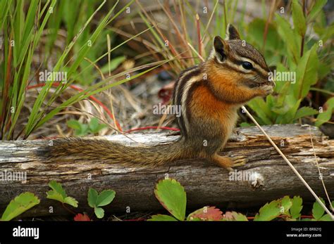 Chipmunk In Forest Environment Stock Photo Alamy