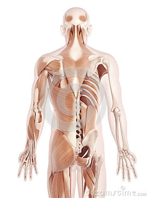 Musculoskeletal anatomy, kinesiology, and palpation for. The back muscles stock illustration. Illustration of human - 39791291