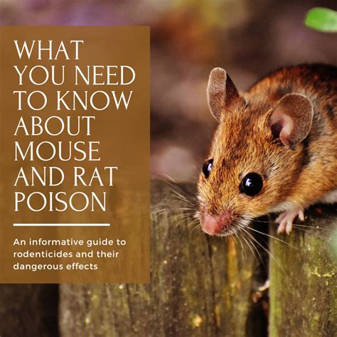 Mouse And Rat Poison What Theyre Not Telling Us Dengarden