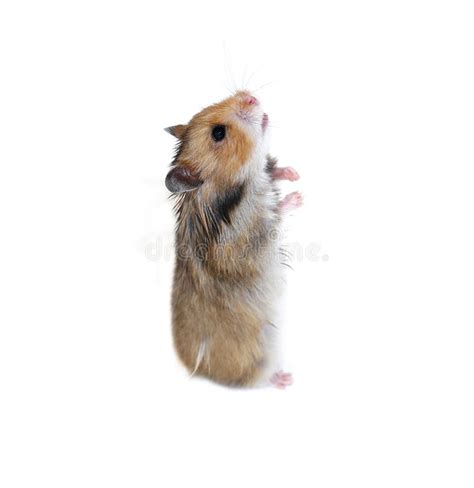 Cute Brown Hamster Scared In A White Porcelain Cup Stock Image Image