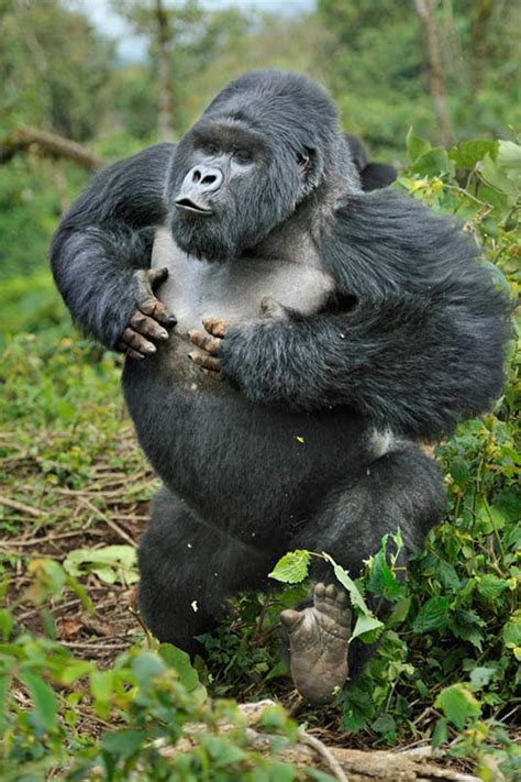 Gorillas Interesting Facts And Pictures All Wildlife Photographs