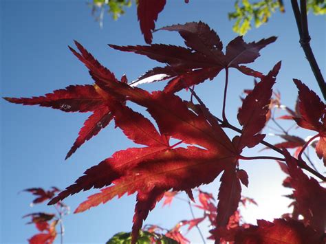 Acer Leaves In Sun Acer Leaves Sun Flowers Plants Photos Pictures