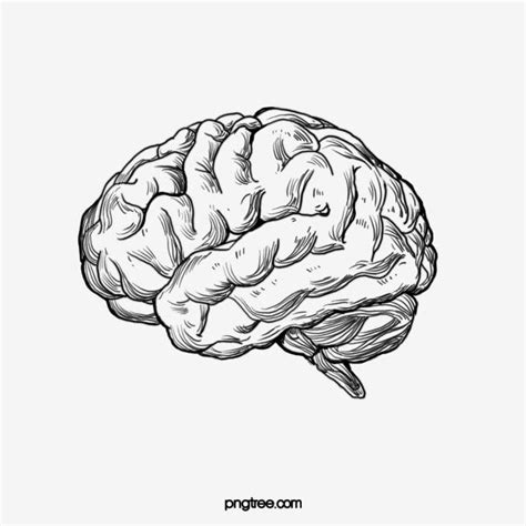 Sketch The Human Brain Brain Drawing Brain Sketch Brain Clipart Png
