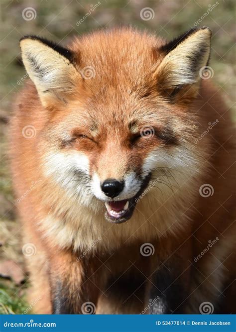 Red Fox Vulpes Vulpes Stock Photo Image Of Mammal 53477014