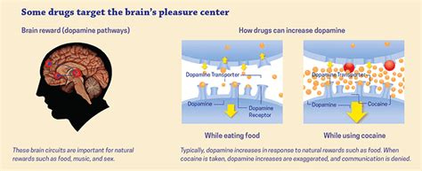Drugs Brains And Behavior The Science Of Addiction Drugs And The