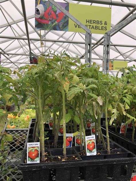 Early Girl Tomato 🍅 🌱 Discover The Benefits Of This Fast Growing Variety