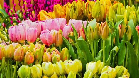 Download Wallpaper 1920x1080 Fresh Flowers Colorful Tulips Full Hd