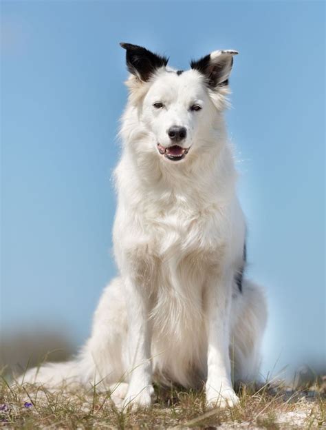 Everything You Need To Know About Border Collie Colors And Markings