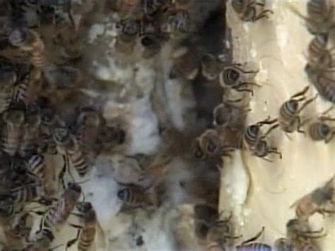 Thousands Of Honey Bees Swarm Outside Lake Park Home Hive Discovered Inside House Walls