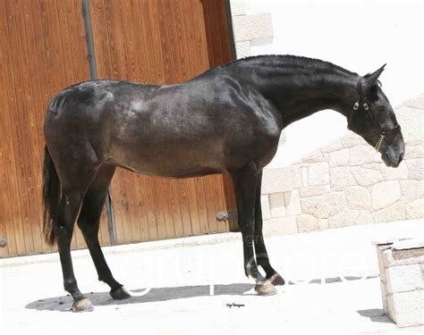 Grupo Pre The Pure Spanish Horse Website Caballos Pura Raza