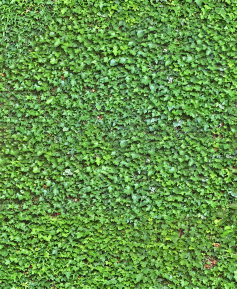 Ivy Leaves Ivy Wall Grass Textures Seamless Textures