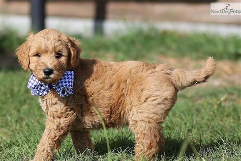 We have a lot of puppies this fall so enjoy. Goldendoodle puppy for sale near Atlanta, Georgia ...