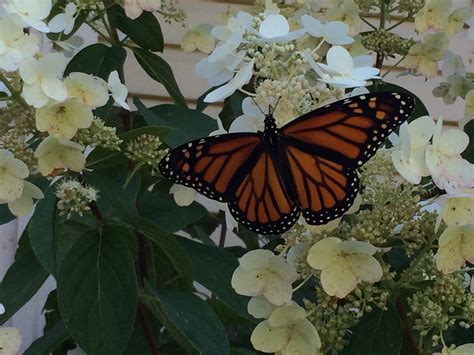 Monarch Butterflies Losing Their Food Source Numbers