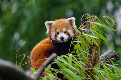 Red Panda Sleeping On Tree Branch · Free Stock Photo