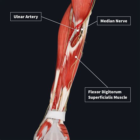 Muscles Of The Forearm Muscle Diagram Medical Drawings Forearm My Xxx
