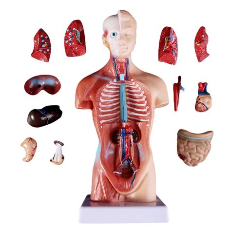 Human Anatomical Assembly Model Nude Torso And Organs Model For