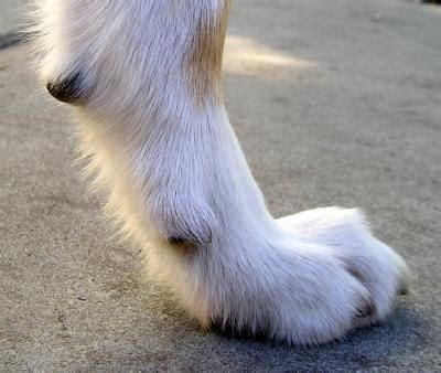You will need to take a look at the nail itself, ideally with some light behind it. What the heck are dew claws for? - ASK THE DOG GUY