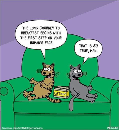 Funny Cat Jokes Dog Jokes Animal Jokes Funny Cartoons Cat Memes
