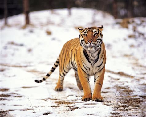 Resumen de artículos que comen tigres actualizado recientemente sp damri edu vn