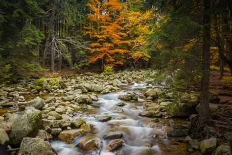 Free Images Landscape Tree Nature Forest Creek Wilderness