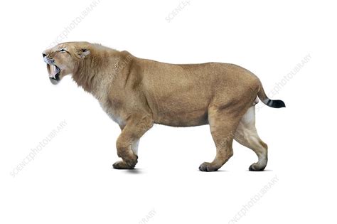 Sabre Toothed Cat Illustration Stock Image C0403153 Science