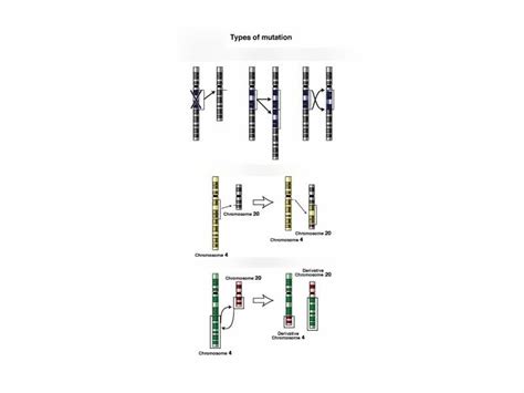 Biology Mutation And Non Sex Linked Genetic Disorders Diagram Quizlet