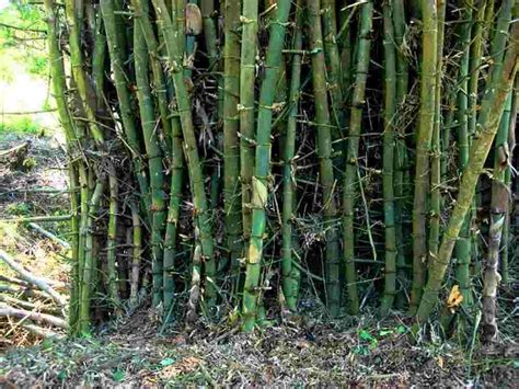Bambu merupakan jenis kayu yang secara turun temurun telah dimanfaatkan oleh masyarakat. 13 Jenis Bambu di Dunia Lengkap dengan Gambarnya