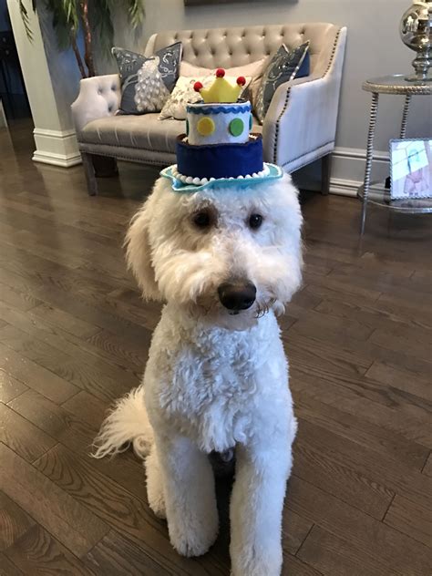 Happy Birthday Goldendoodle 🐾 Birthday Pins Birthday Humor Birthday