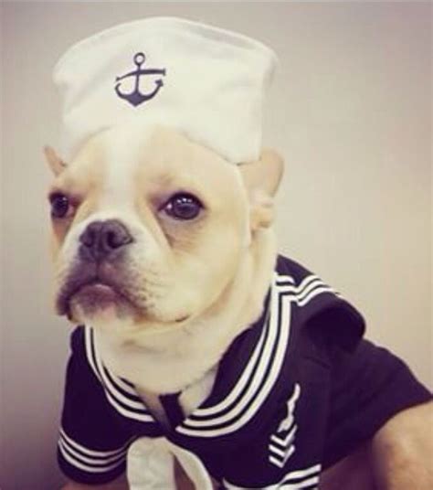 Check out our french bulldog costume selection for the very best in unique or custom, handmade pieces from our pet clothing shops. 'Daddy's Little Sailor Man', French Bulldog Puppy in ...