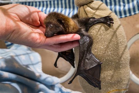Tiny Bat Pup Delivered By C Section Defies Odds Zooborns