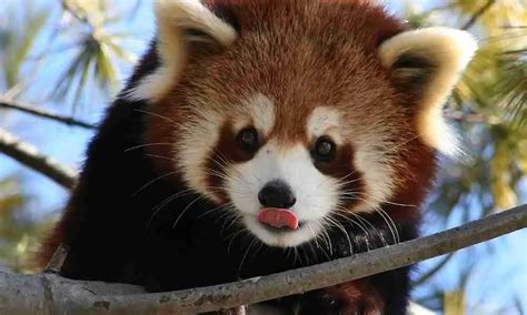 Red Pandas And Its Smell 7 Facts You Should Know