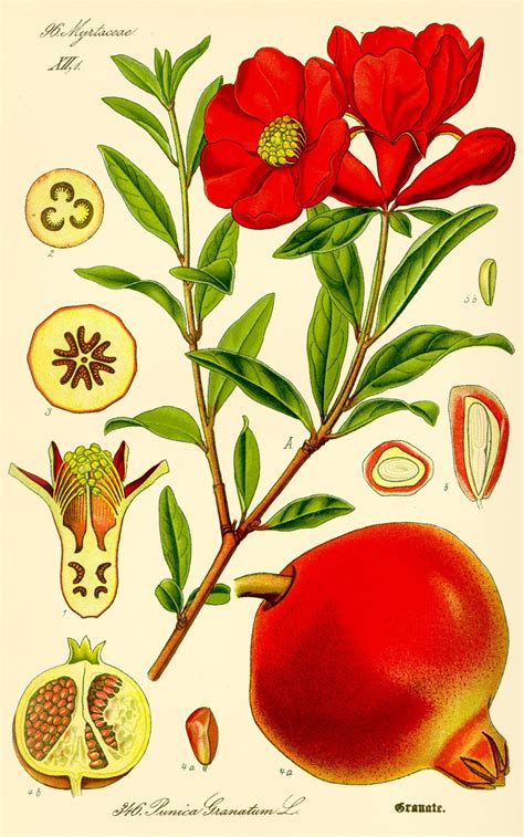 Pomegranate With Images Botanical Illustration Botanical Prints