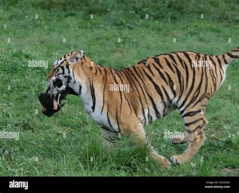 Siberian Tigers Are Running In The Forest At The Hengdaohezi Siberian