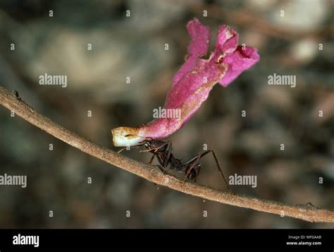 Leaf Cutter Or Parasol Ant Atta Sp Carrying Flower To Nest To