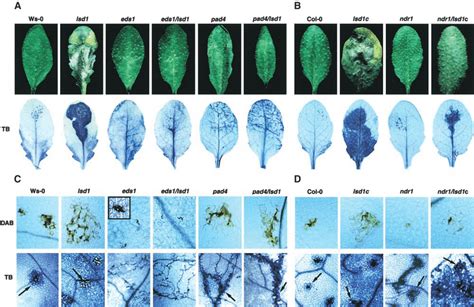 Disease Resistance And Runaway Plant Cell Death Phenotypes In Adult